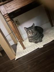Lost Male Cat last seen Bamboo Street and Jasmine Lane, La Puente, CA 91744