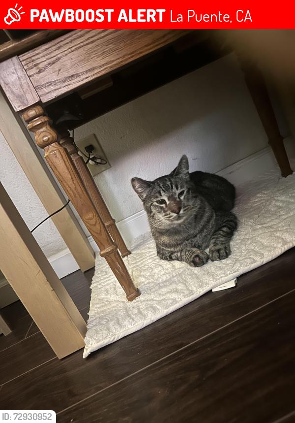 Lost Male Cat last seen Bamboo Street and Jasmine Lane, La Puente, CA 91744