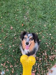 Lost Male Dog last seen Near east 4th street Ontario ca, Ontario, CA 91764