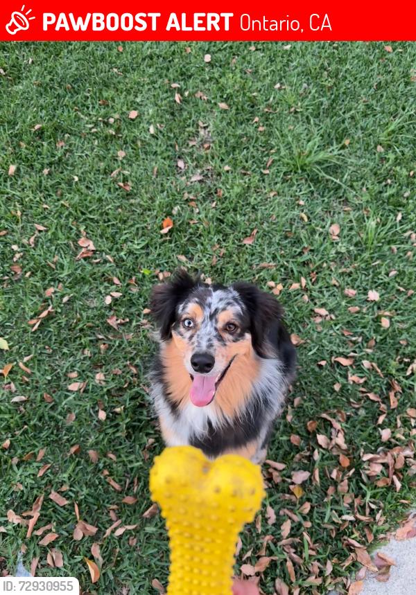 Lost Male Dog last seen Near east 4th street Ontario ca, Ontario, CA 91764
