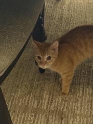 Reunited Male Cat last seen Westover Hills, Hunt, Weisman , San Antonio, TX 78251