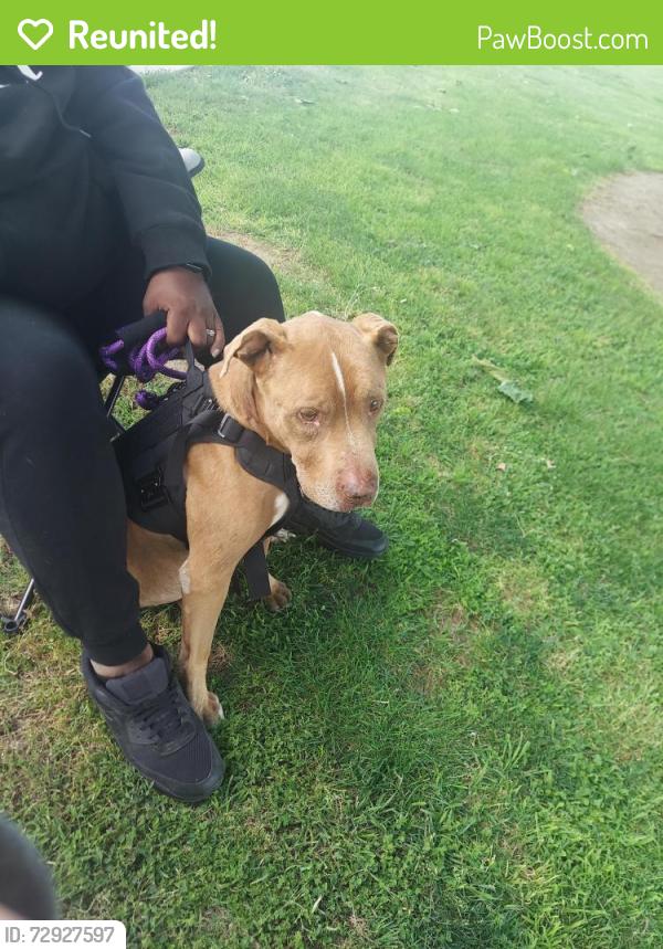 Reunited Female Dog last seen Shields and cedar, Fresno, CA 93726