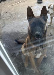 Reunited Male Dog last seen 4th street , Upland, CA 91785