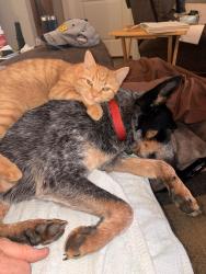 Lost Male Cat last seen Post Office Road, Sanford, NC 27330
