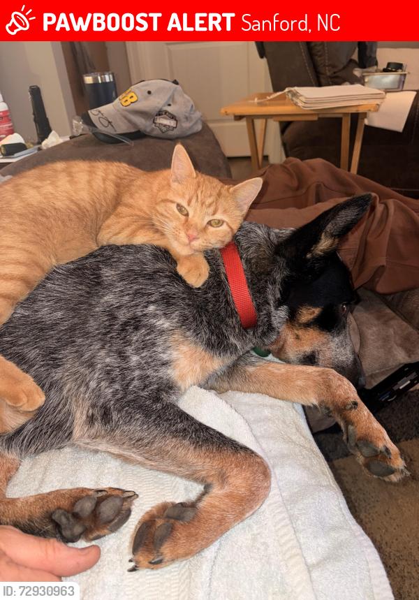 Lost Male Cat last seen Post Office Road, Sanford, NC 27330