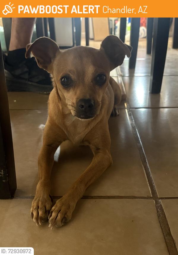 Found/Stray Female Dog last seen Chandler blvd and n country club way, Chandler, AZ 85226