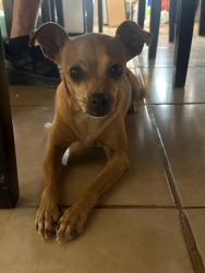 Found/Stray Female Dog last seen Chandler blvd and n country club way, Chandler, AZ 85226