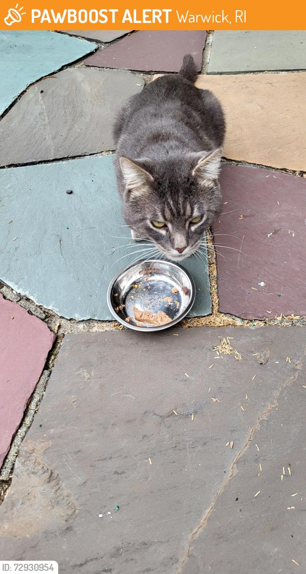 Found/Stray Unknown Cat last seen Pilgrim High School, Warwick, RI 02888