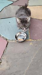 Found/Stray Unknown Cat last seen Pilgrim High School, Warwick, RI 02888