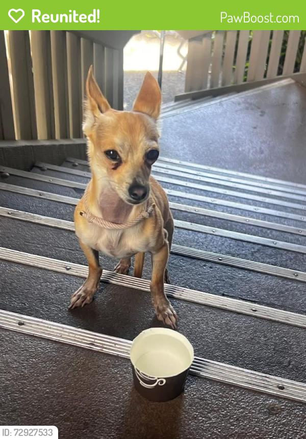 Reunited Male Dog last seen Howe Ave & Hurley Way, Arden-Arcade, CA 95825