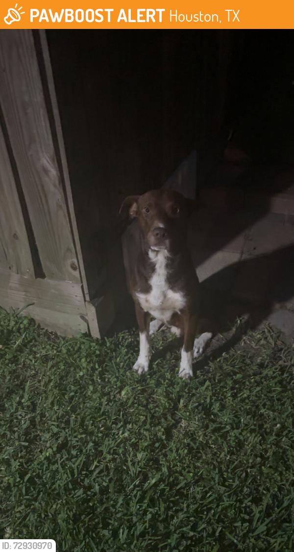 Found/Stray Male Dog last seen Near shannon hills, Houston, TX 77099