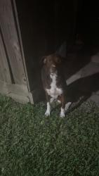 Found/Stray Male Dog last seen Near shannon hills, Houston, TX 77099