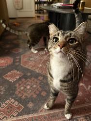Lost Male Cat last seen Corner of Cypress & Indiana in Hillcrest, San Diego, CA 92103
