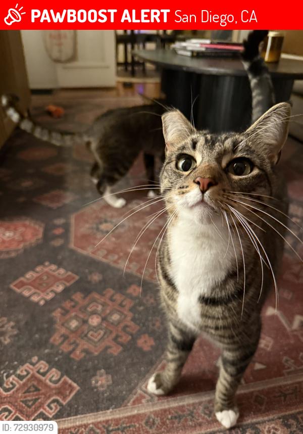 Lost Male Cat last seen Corner of Cypress & Indiana in Hillcrest, San Diego, CA 92103