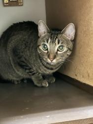 Reunited Female Cat last seen Sunrise Ridge apmts, Tucson, AZ 85718