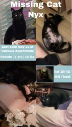 Lost Female Cat last seen Candler park, Atlanta, GA 30307