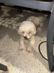 Found/Stray Male Dog last seen Sherwood Dr., Pasadena, TX 77502