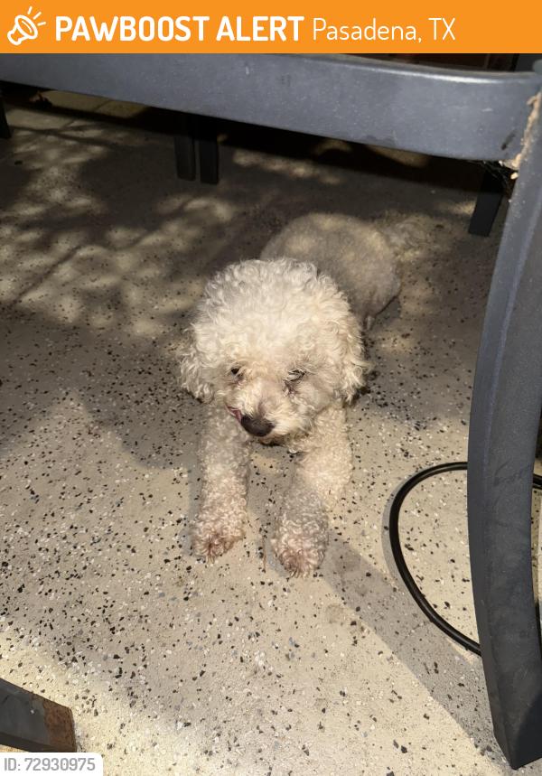 Found/Stray Male Dog last seen Sherwood Dr., Pasadena, TX 77502