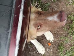 Found/Stray Male Dog last seen 61st and Peoria, Tulsa, OK 74130