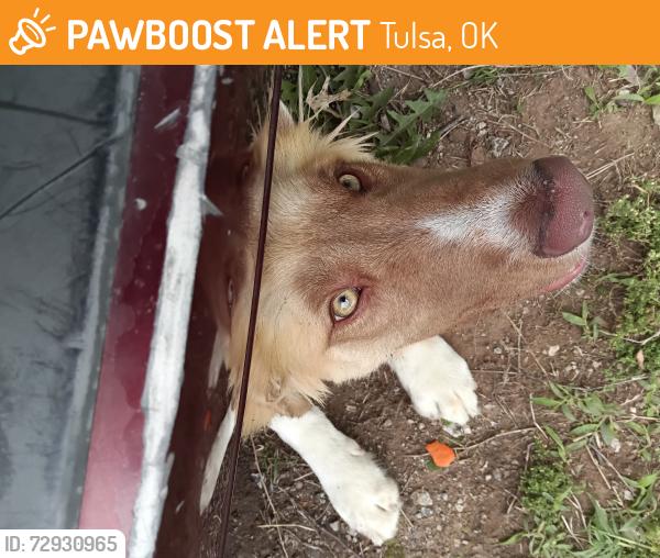 Found/Stray Male Dog last seen 61st and Peoria, Tulsa, OK 74130
