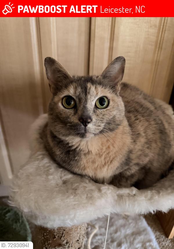 Lost Female Cat last seen Solomon Road, Dix Creek Number 1, Leicester, NC 28748