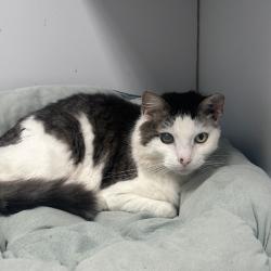Shelter Stray Male Cat last seen , Philadelphia, PA 19140