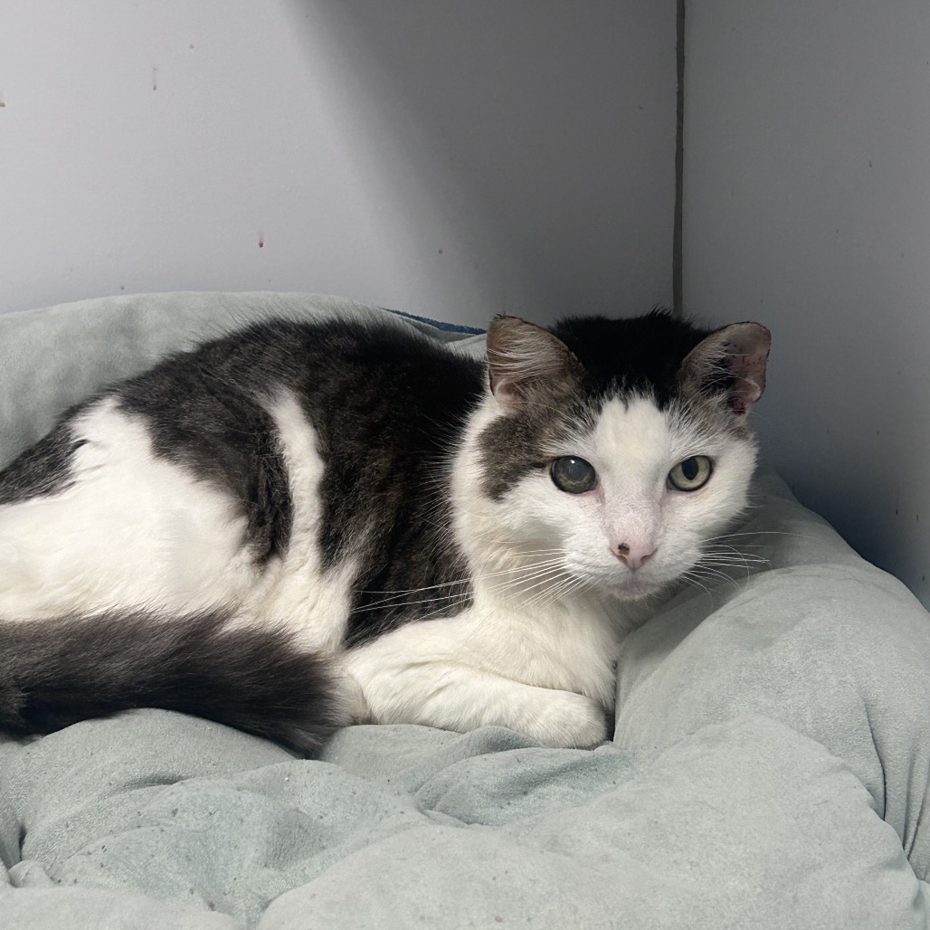 Shelter Stray Male Cat last seen , Philadelphia, PA 19140