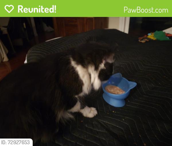 Reunited Male Cat last seen Seaglass cottages by marina bar and grill, North Myrtle Beach, SC 29582