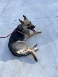 Found/Stray Female Dog last seen Near , Granite Falls, NC 28630