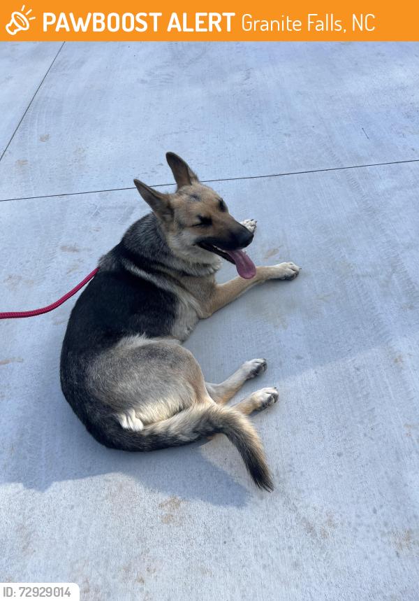 Found/Stray Female Dog last seen Near , Granite Falls, NC 28630