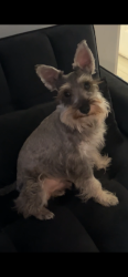 Reunited Male Dog last seen Near by royal palm ave , Orlando, FL 32809