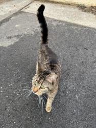 Reunited Unknown Cat last seen Fairfax Town Center, Fairfax, VA 22033