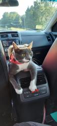 Lost Male Cat last seen Walmart, New Albany, MS 38652
