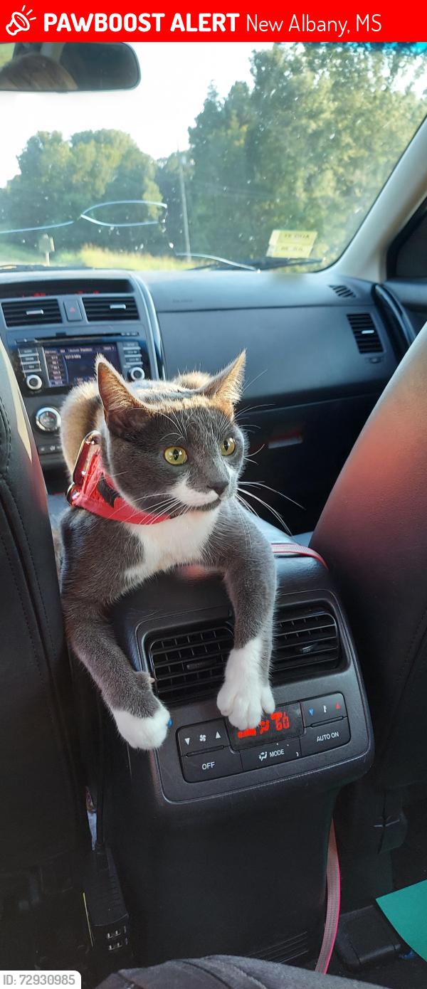 Lost Male Cat last seen Walmart, New Albany, MS 38652