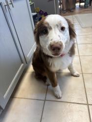 Lost Female Dog last seen Prather rd, Springtown, TX 76082