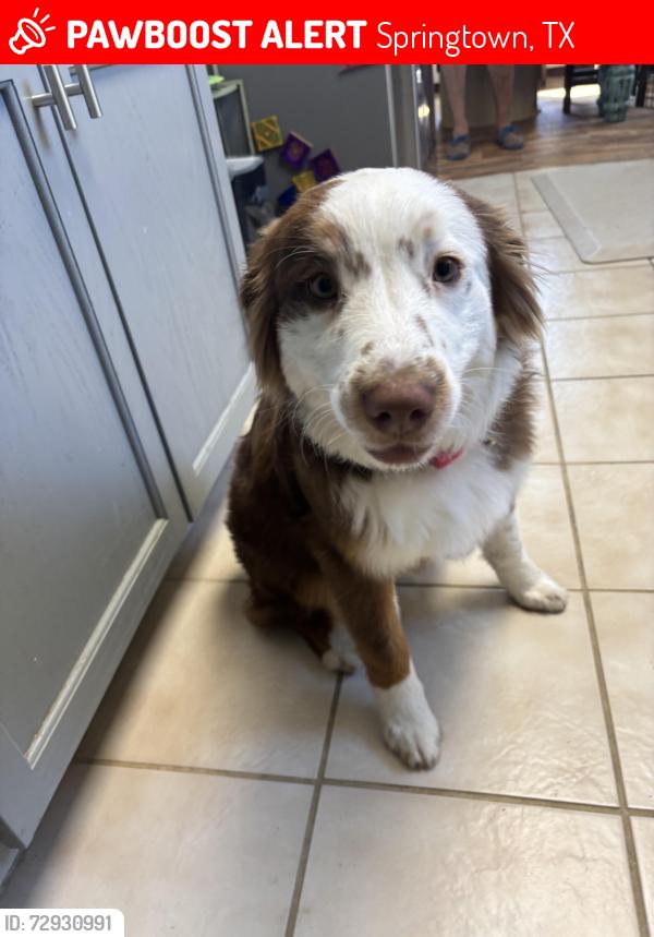 Lost Female Dog last seen Prather rd, Springtown, TX 76082