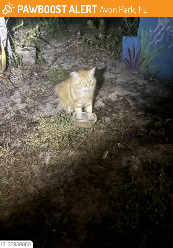 Found/Stray Unknown Cat last seen Seneca dr, Avon Park, FL 33826