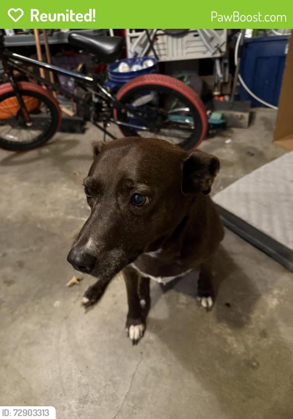 Reunited Female Dog last seen Richardson and 4th st , Lee's Summit, MO 64063