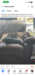 Reunited Female Dog last seen Near bathhurst ave, Spring Hill, FL 34610