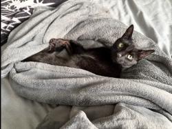 Reunited Female Cat last seen Fulton rd, Santa Rosa, CA 95401