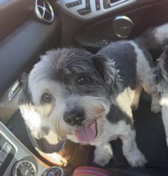Reunited Male Dog last seen Moss rose , Boerne, TX 78006