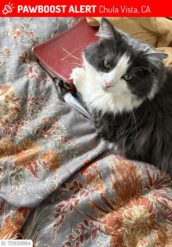 Lost Female Cat last seen Near mission Ave Chula Vista ca 91910, Chula Vista, CA 91910