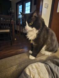 Lost Male Cat last seen 38th street and 16th Ave, Minneapolis, MN 55407