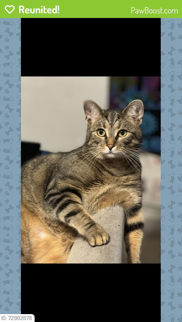 Reunited Male Cat last seen Lincoln st sw , Concord, NC 28025