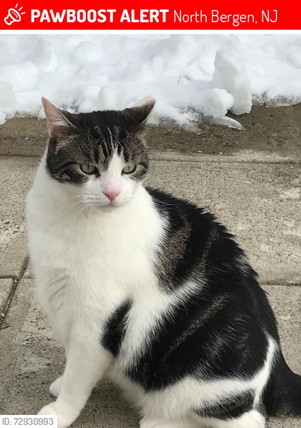 Lost Male Cat last seen Kennedy Blvd East , North Bergen, NJ 07047