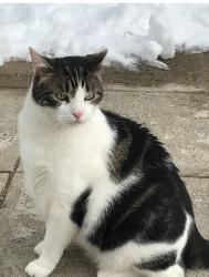 Lost Male Cat last seen Kennedy Blvd East , North Bergen, NJ 07047