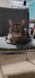Reunited Female Cat last seen Sky Hills St and Centennial Pkwy, Las Vegas, NV 89166