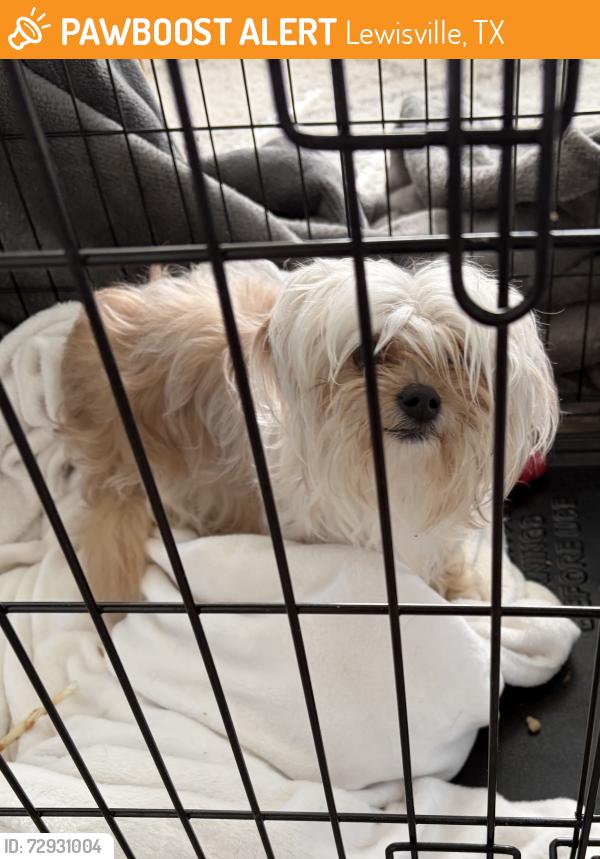 Found/Stray Female Dog last seen Lewisville TX, Lewisville, TX 75067