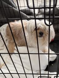 Found/Stray Female Dog last seen Lewisville TX, Lewisville, TX 75067