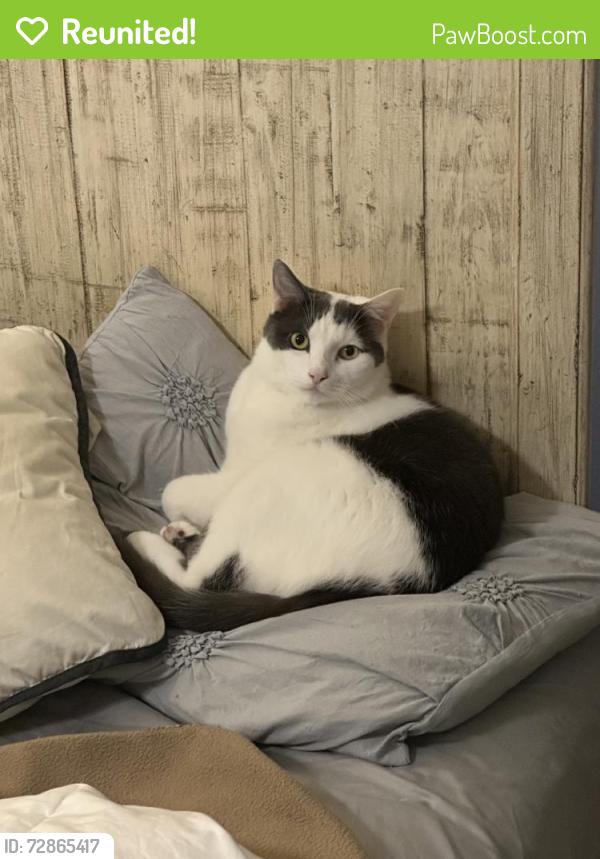 Reunited Male Cat last seen Across the street from the playground, Palm River-Clair Mel, FL 33619